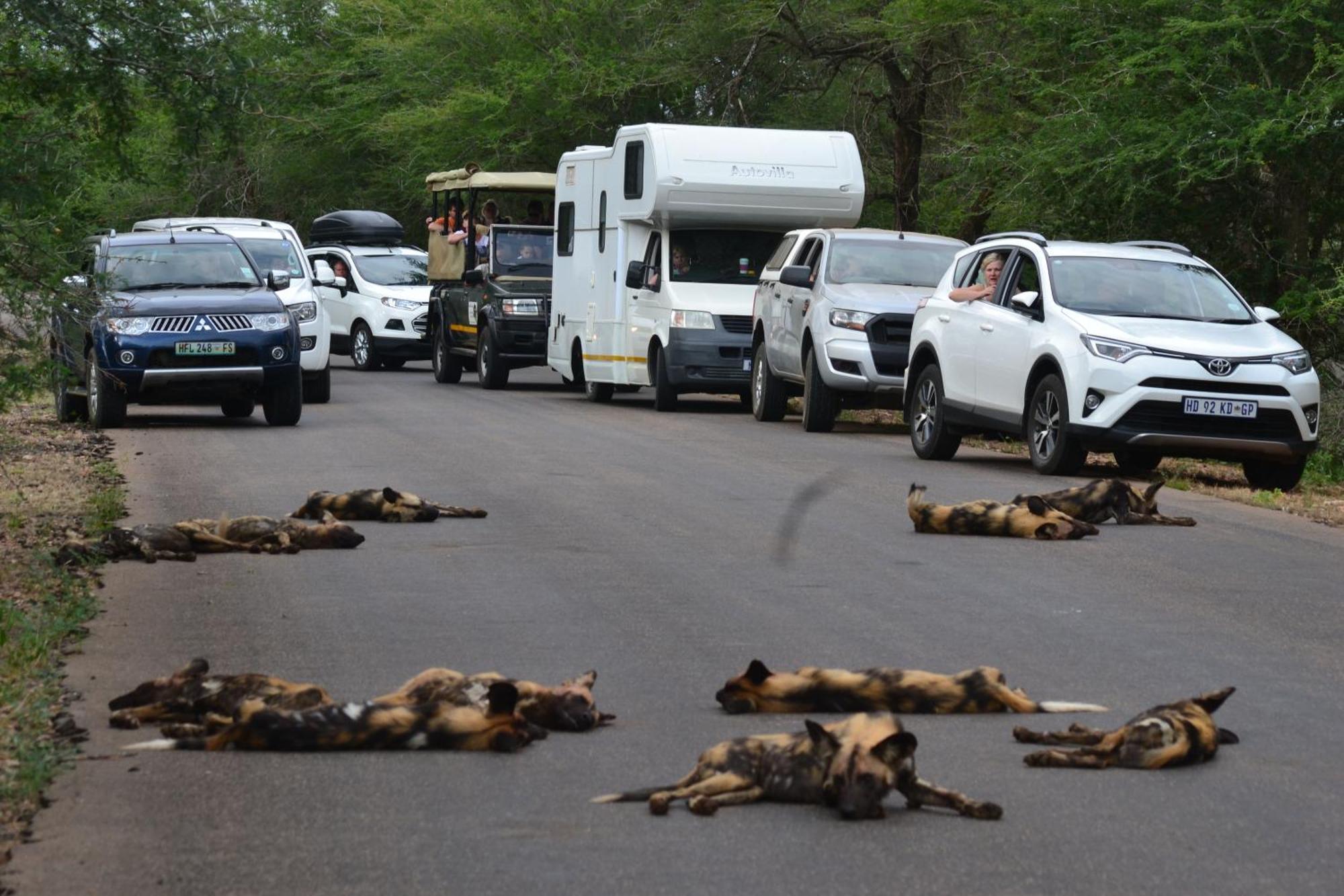 Yebo Safari Tents-Stay Inside Kruger Skukuza Exteriér fotografie