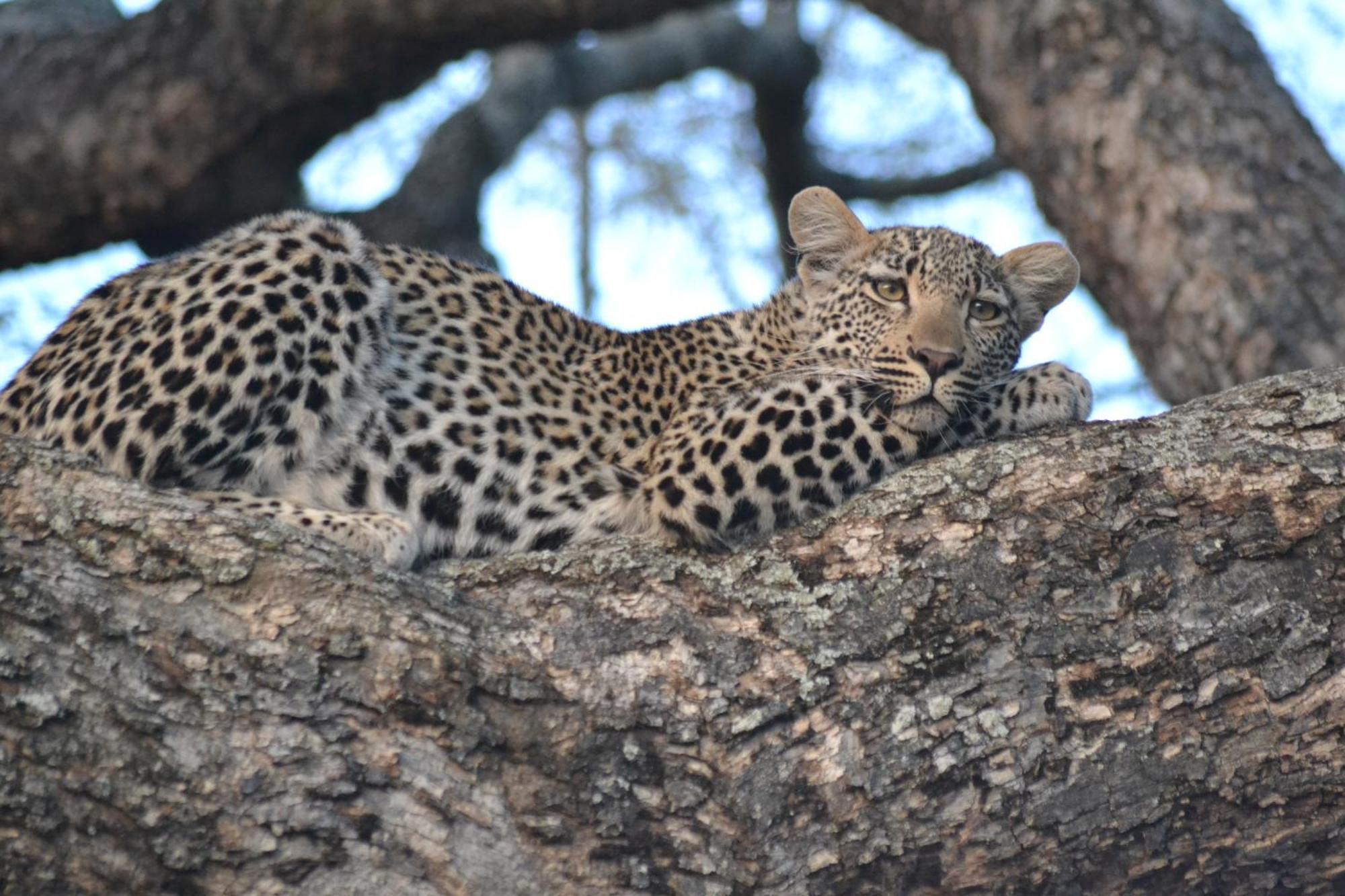 Yebo Safari Tents-Stay Inside Kruger Skukuza Exteriér fotografie